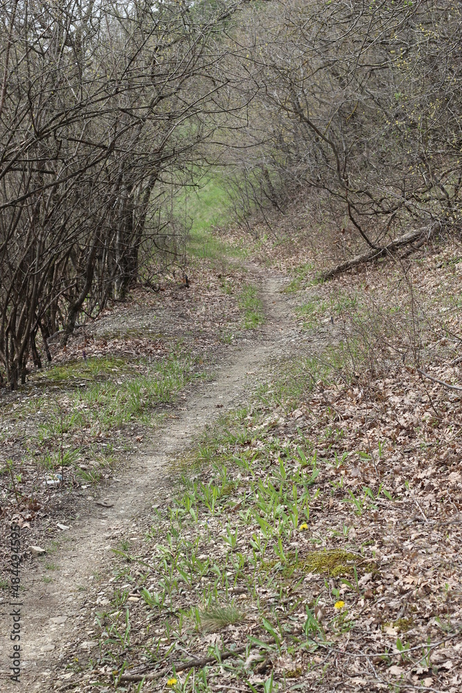 Fototapeta premium path in the woods