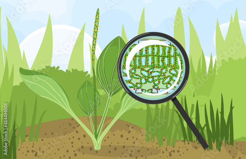 Summer landscape with green plantain plant and sectional diagram of plant leaf microscopic structure under magnifying glass photo