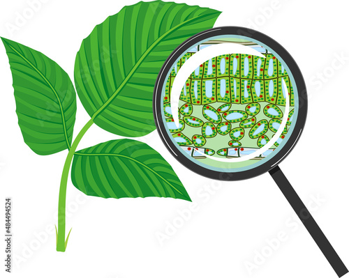Sectional diagram of plant leaf microscopic structure under magnifying glass isolated on white background photo
