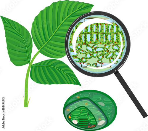 Sectional diagram of plant leaf microscopic structure under magnifying glass and chloroplast isolated on white background photo