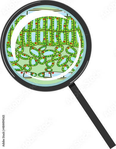 Sectional diagram of plant leaf microscopic structure under magnifying glass isolated on white background