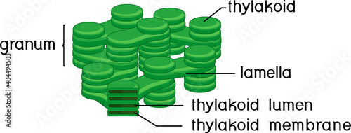 Structure of chloroplast granum and thylakoid isolated on white background photo