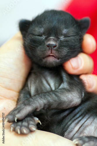 A small newborn kitten that has not yet opened its eyes after birth. The tiny kitten is sleeping. Beautiful little kitty.