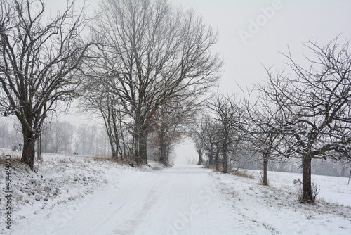 A snowy path through trees in snowfall © Claudia Evans 