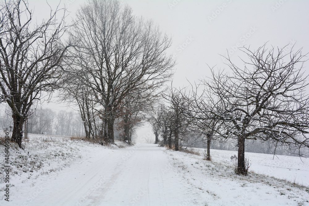Obraz premium A snowy way through trees in heavy snowfall
