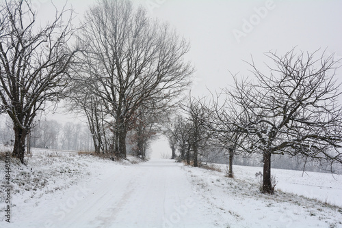 A snowy way through trees in heavy snowfall