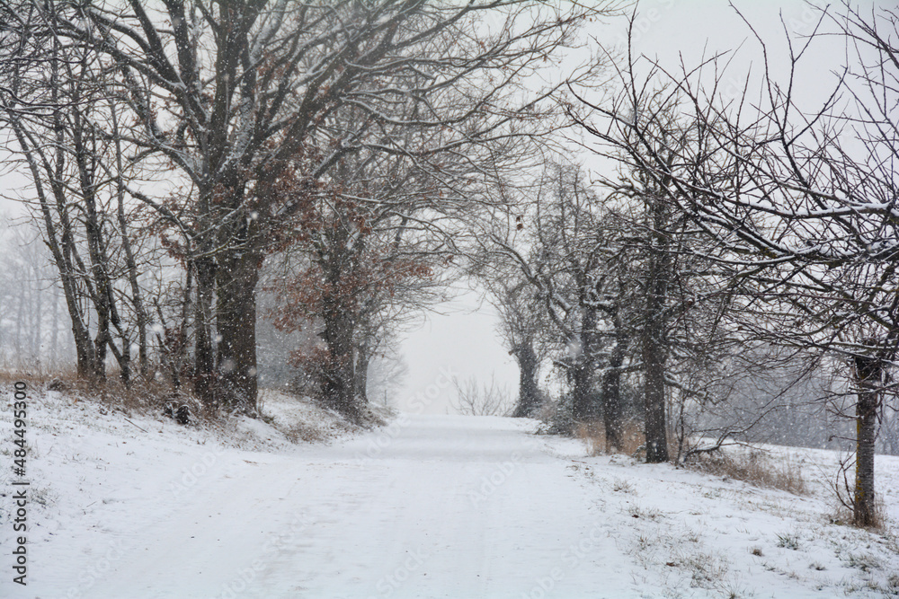 A snowy street through trees in heavy snowfall A snowy street through trees in heavy snowfall