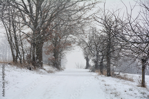 A snowy street through trees in heavy snowfall © Claudia Evans 