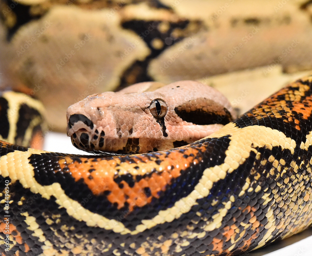 una serpiente boa constrictor una serpiente boa constrictor