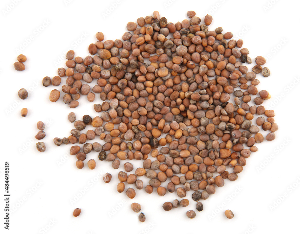 Seeds of radish edible root vegetable isolated on white background. Pile of seeds Raphanus raphanistrum red globe radish, salad vegetable. Seeds of radish edible root vegetable isolated on white background. Pile of seeds Raphanus raphanistrum red globe radish, salad vegetable.