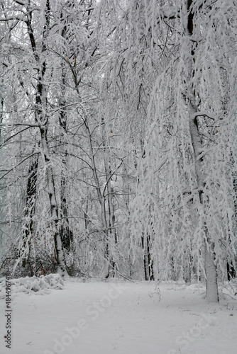 Trees in the forest with deep snow