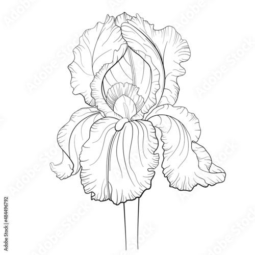 Iris flower outline. Vector botanical illustration.