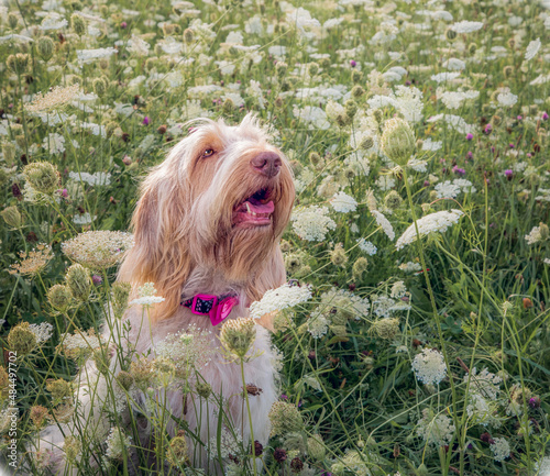 Spinone Italiano dog smiling in a field of Queen Anne's lace. photo