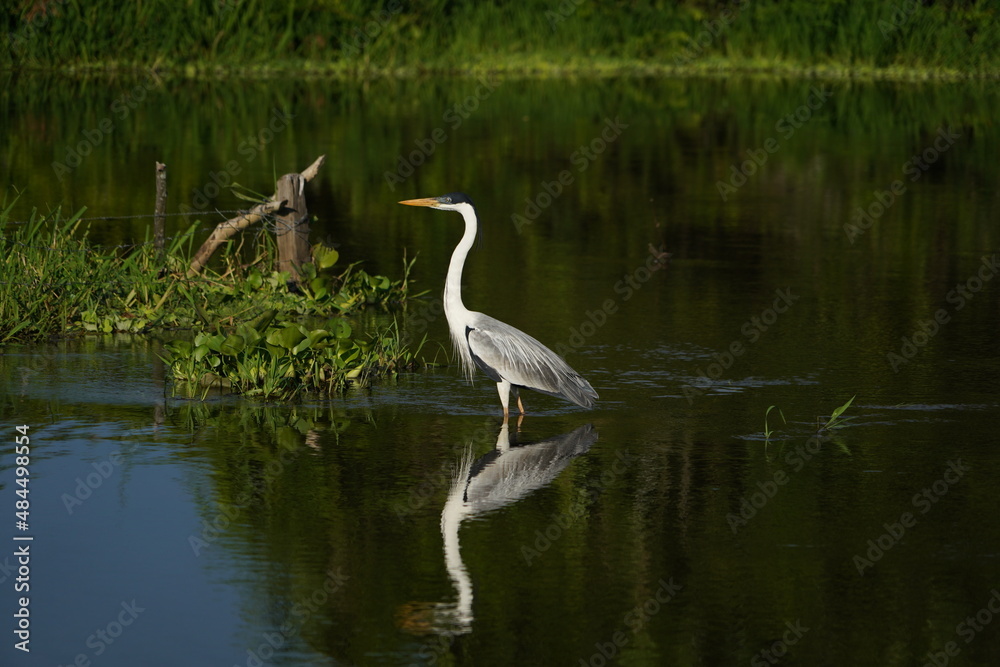 Heron looking for its food in the river Heron looking for its food in the river