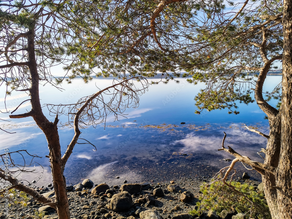 The White Sea coast with trees in the foreground and stones in the water on a sunny day. Karelia. The White Sea coast with trees in the foreground and stones in the water on a sunny day. Karelia.