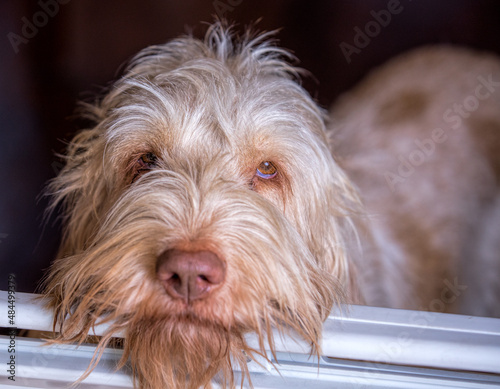 Scraggly looking spinone italiano dog looks sad. photo