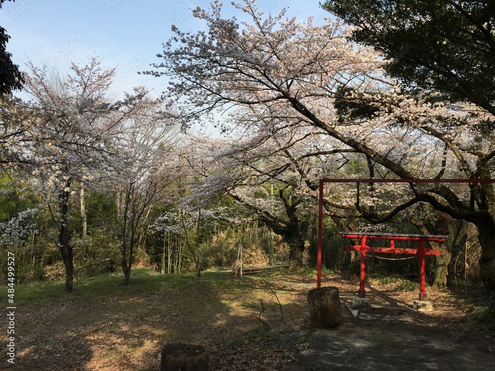 Cherry Blossom Covered path on Kannon Yama Mountain Takasaki Gunma Japan