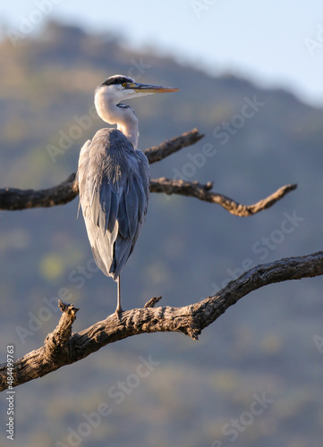 Grey Heron, Pilanesberg National Park