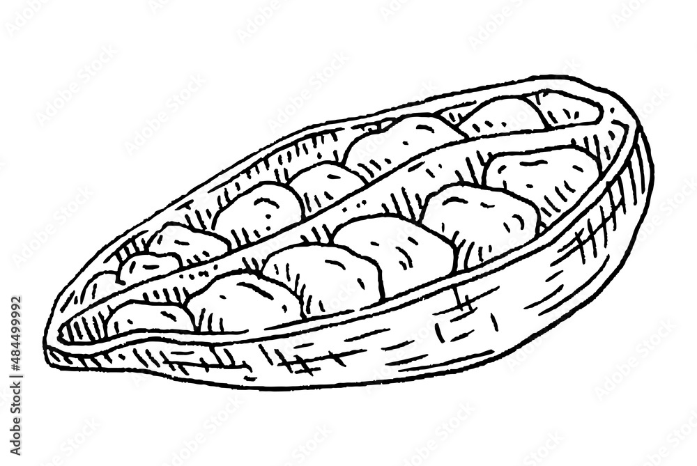 Cardamom spice fruit whole and halved with seed. Vintage black engraving Cardamom spice fruit whole and halved with seed. Vintage black engraving