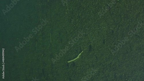 Drone shot of fish swimming in a stream