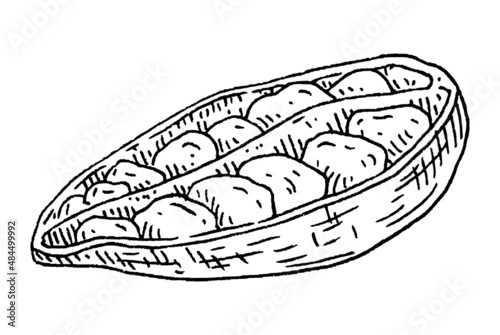 Cardamom spice fruit whole and halved with seed. Vintage black engraving © Ihor