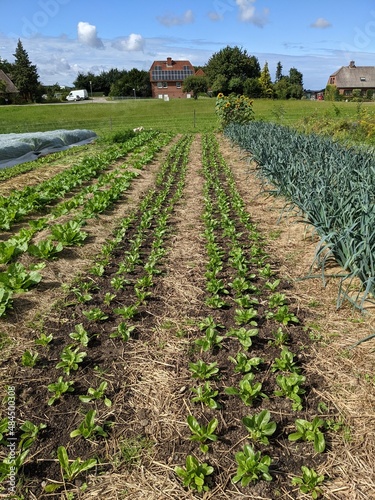 Fotografia small scale vegetable market gardening farm, 75cm beds, organic CSA