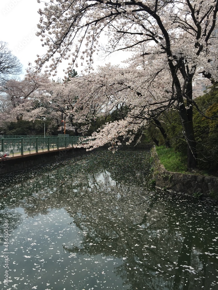 Japanese Sakura Cherry Blossoms in Bloom at Sacred Spot Gunma Japan