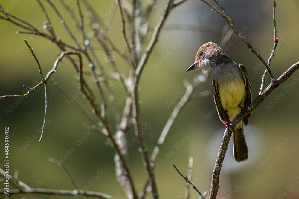 Fototapeta premium Bird un branch