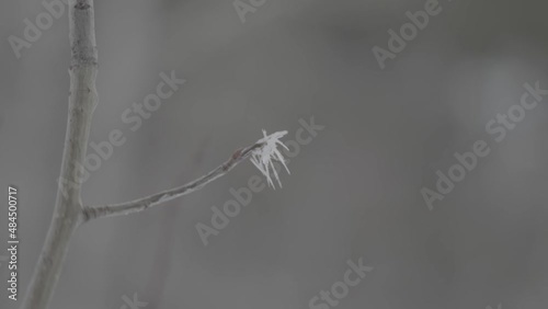 Hoar frost on a twig - S-Log 3