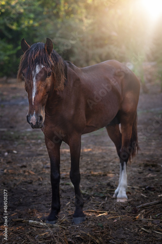 Young mare horse in sunlight