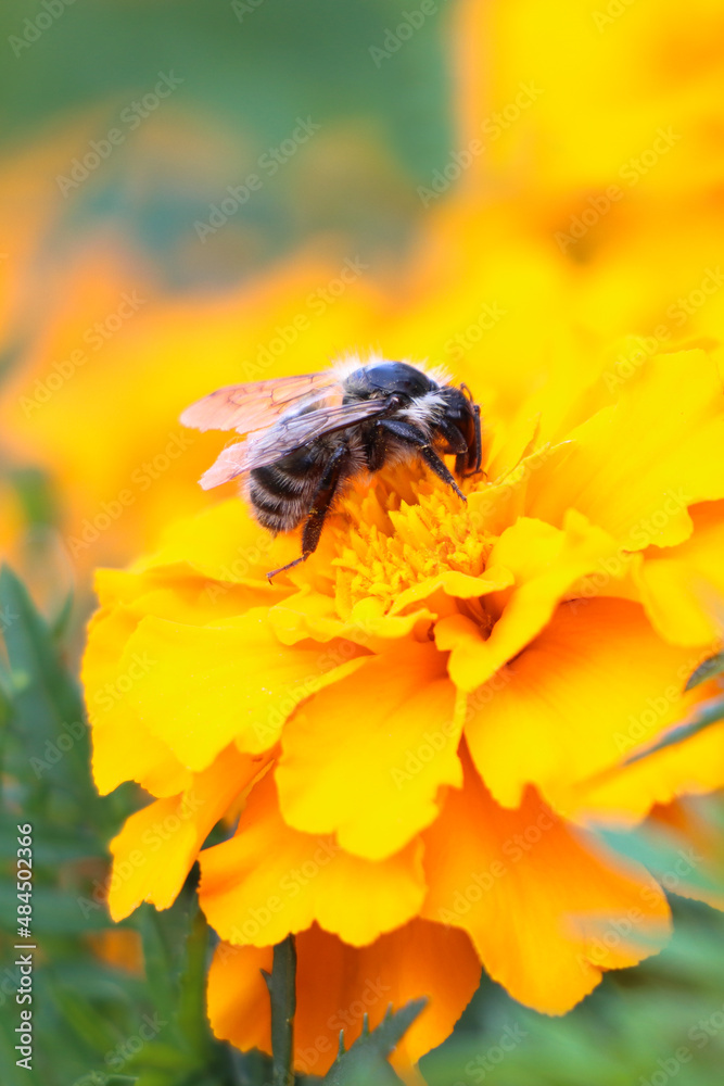 Close-up view of bee on the blossom yellow flower. Vertical photo. Close-up view of bee on the blossom yellow flower. Vertical photo.