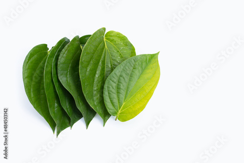 Green betel leaves, Fresh piper betle on white background