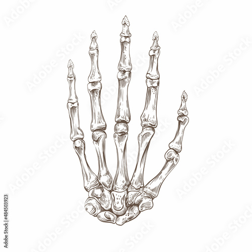 Skeleton hand, vector illustration