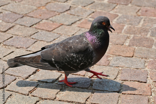 Un piccione sulla pavimentazione stradale. photo