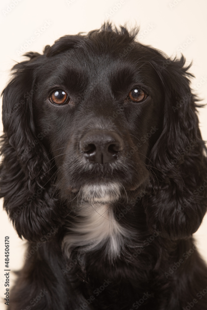 english cocker spaniel on white background english cocker spaniel on white background