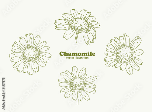 Chamomile in graphic style. Vector Hand Drawn in style. Botanical Illustration. Chamomile ink sketch. The wild botanical garden is in bloom. Great for tea packaging, labels, decorations