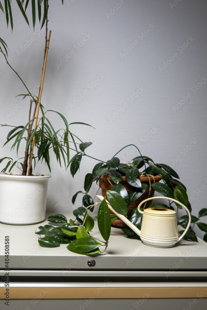 on a cupboard are two green plants and an old fashioned watering can on a cupboard are two green plants and an old fashioned watering can