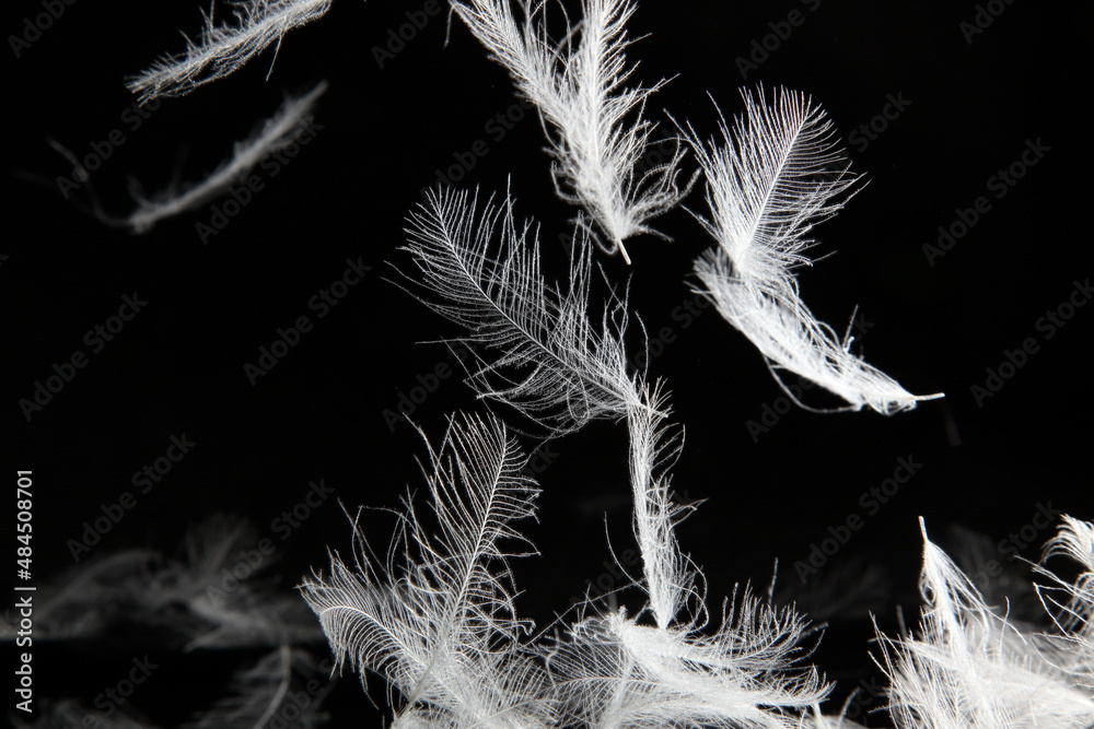 Obraz premium 舞い上がるフェザー