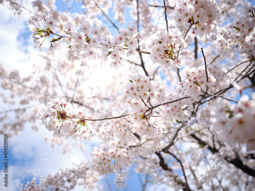 桜と青空 © makieni