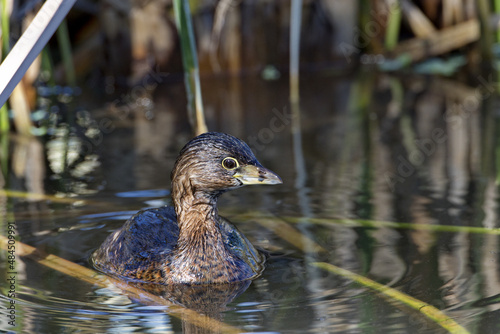 Cute Pied billed Grebe swims in reclaimed water system in closeup at Gilbert Water Ranch in Arizona photo
