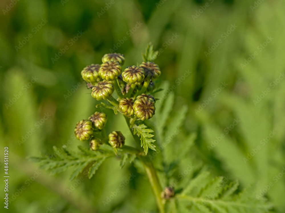 Unopened green buds of a tansy flower - Tanacetum vulgare Unopened green buds of a tansy flower - Tanacetum vulgare