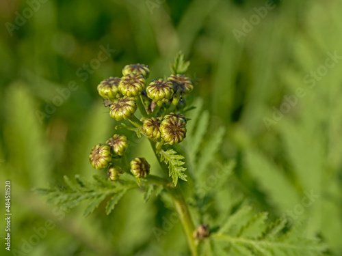 Unopened green buds of a tansy flower - Tanacetum vulgare