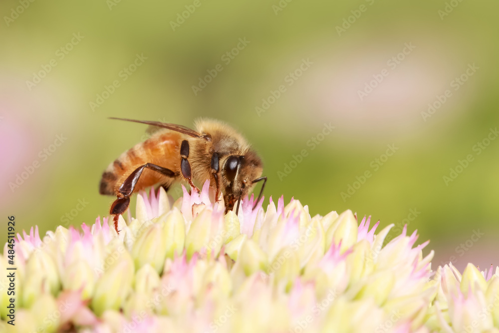 Extreme close up shot of bee on a flower collecting pollen Extreme close up shot of bee on a flower collecting pollen