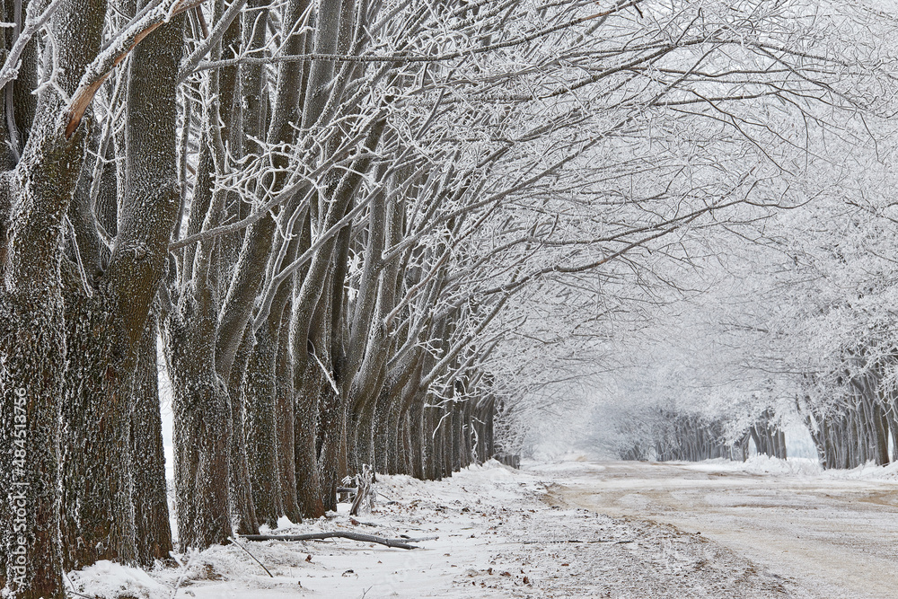 Maple trees alley in frost. Winter rural dirt road. Snow covered field landscape. Cold foggy cloudy weather