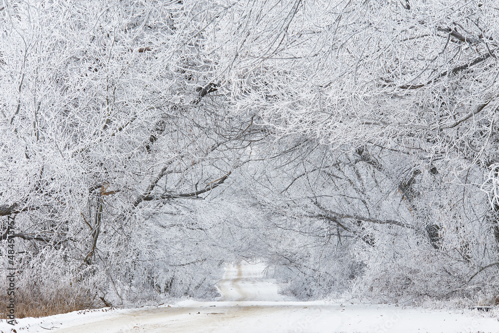 Willow and alder trees alley in frost. Winter rural dirt road. Overcast dramatic cloudy sky. Snow covered field landscape. Cold weather