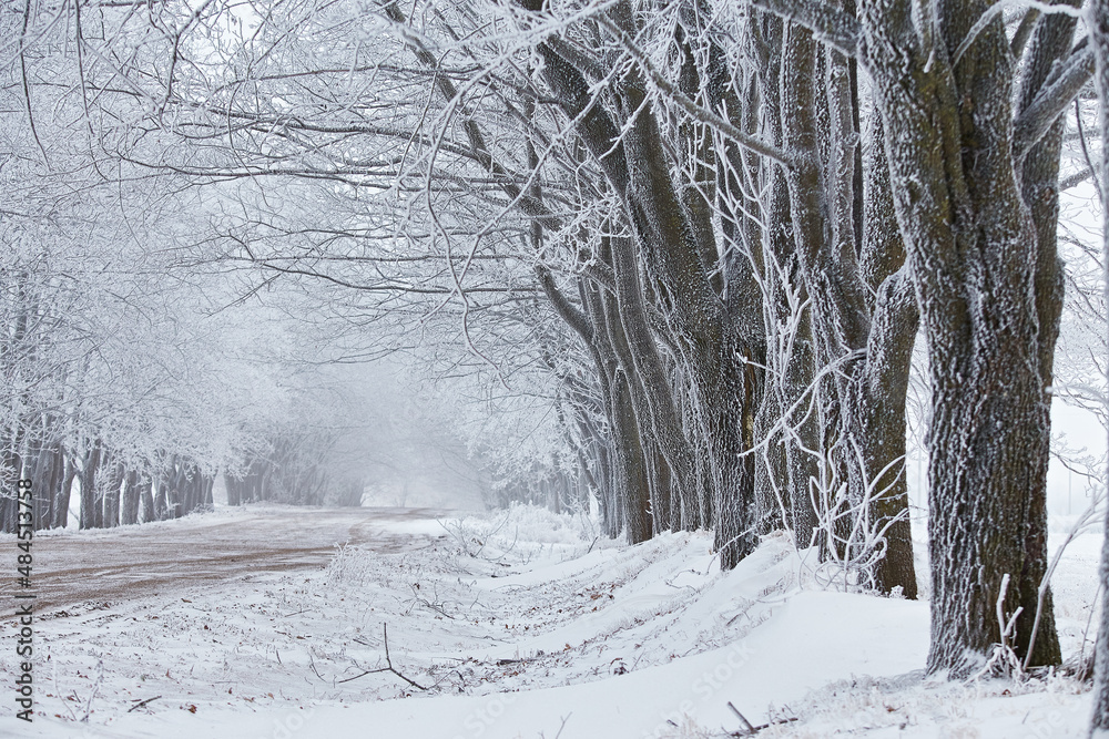 Maple trees alley in frost. Winter rural dirt road. Snow covered field landscape. Cold foggy cloudy weather