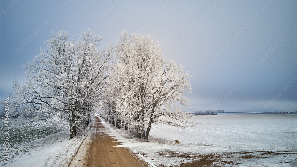 Oak trees alley in frost. Winter rural dirt road. Overcast dramatic cloudy sky. Snow covered field landscape.