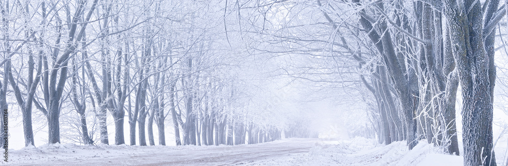 Maple trees alley in frost. Winter rural dirt road. Snow covered field landscape. Cold cloudy weather