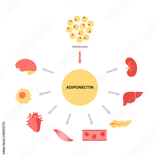 Adiponectin fat tissue photo