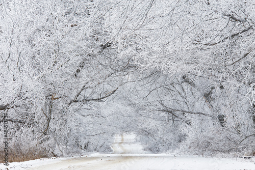 Obraz na płótnie Willow and alder trees alley in frost. Winter rural dirt road. Overcast dramatic cloudy sky. Snow covered field landscape. Cold weather w salonie